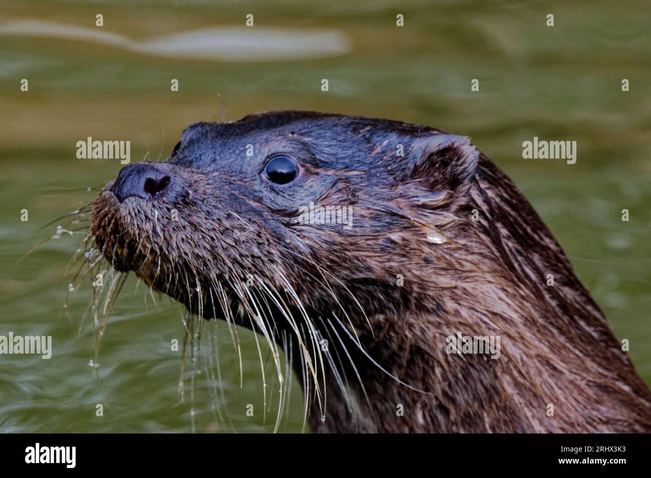 Eurasischer Otter (Lutra lutra) juvenile mit nassem Fell. Stockfoto