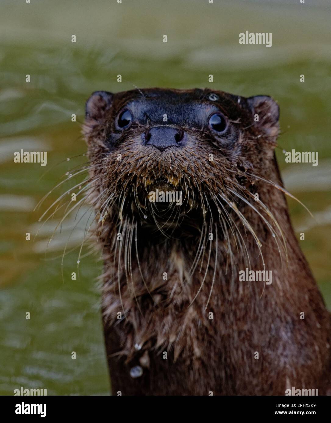 Eurasischer Otter (Lutra lutra) juvenile mit nassem Fell. Stockfoto