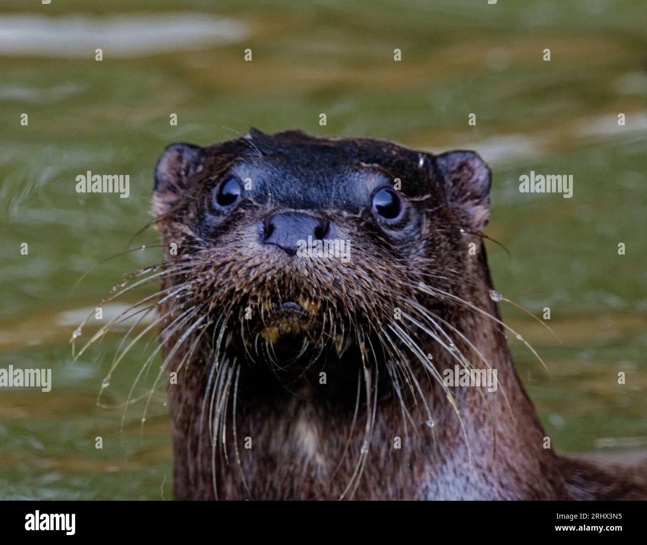 Eurasischer Otter (Lutra lutra) juvenile mit nassem Fell. Stockfoto