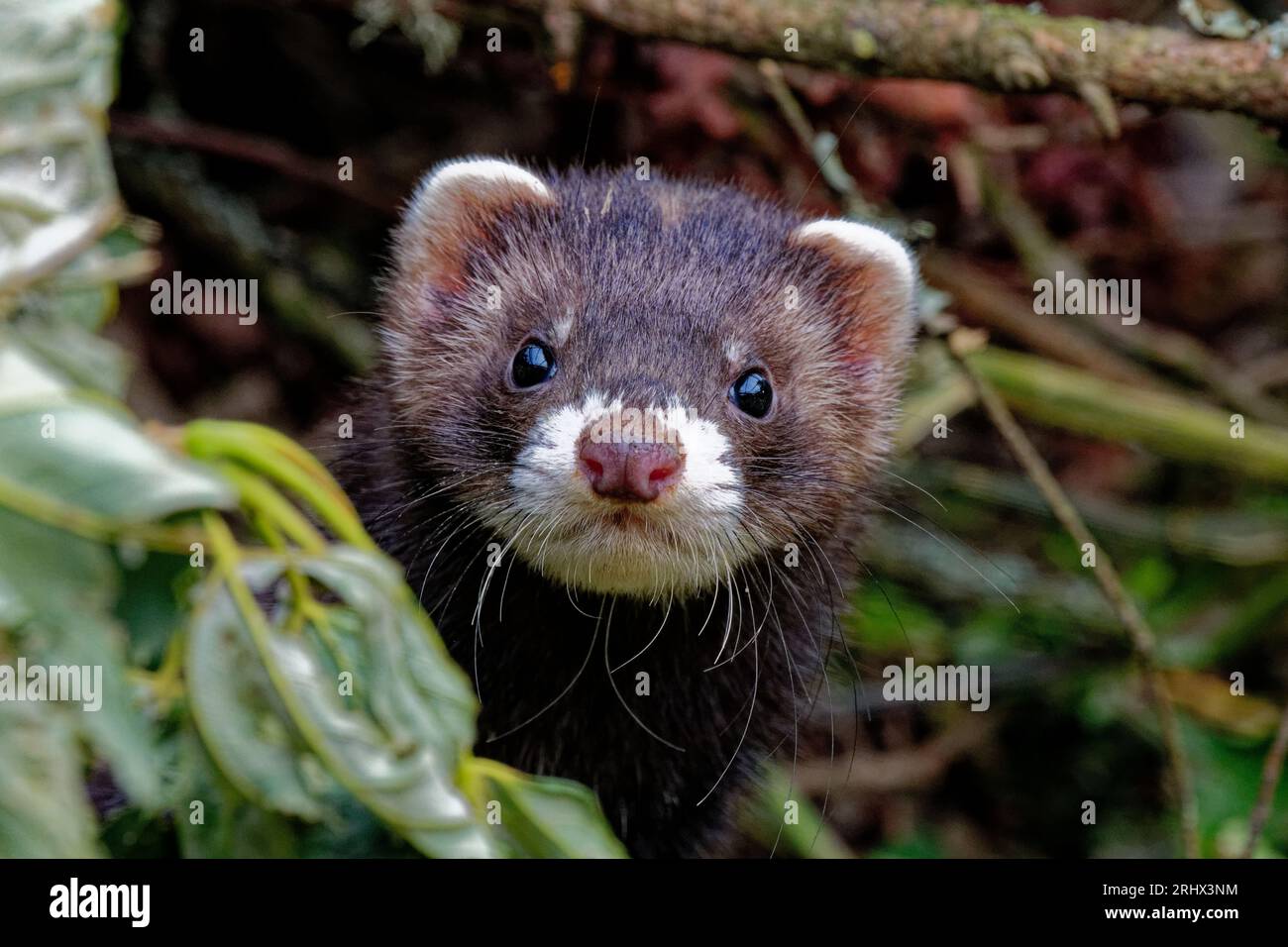 Europäisches Polecat (Mustela putorius) juvenile geborgene verlassene Waise in Pflege. Stockfoto