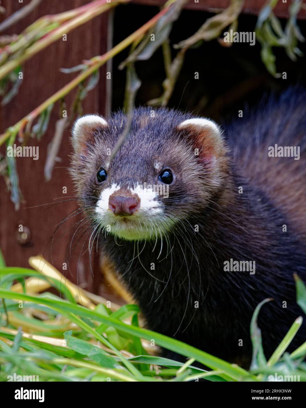 Europäisches Polecat (Mustela putorius) juvenile geborgene verlassene Waise in Pflege. Stockfoto