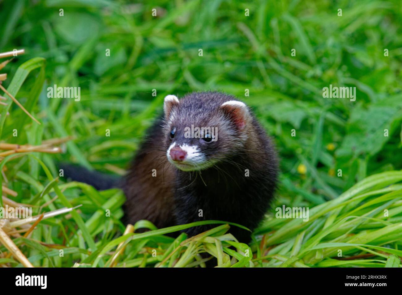 Europäisches Polecat (Mustela putorius) juvenile geborgene verlassene Waise in Pflege. Stockfoto