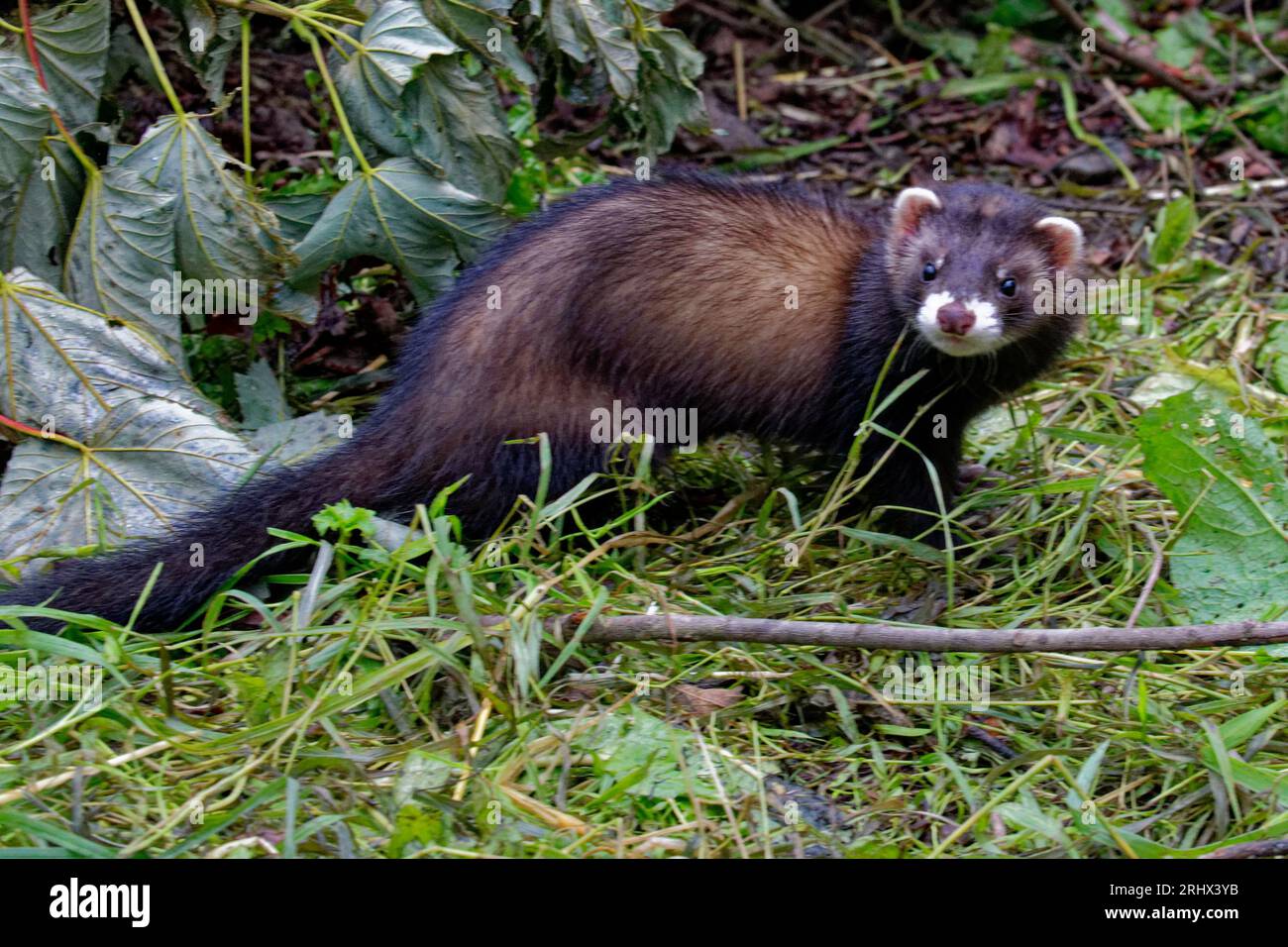 Europäisches Polecat (Mustela putorius) juvenile geborgene verlassene Waise in Pflege. Stockfoto