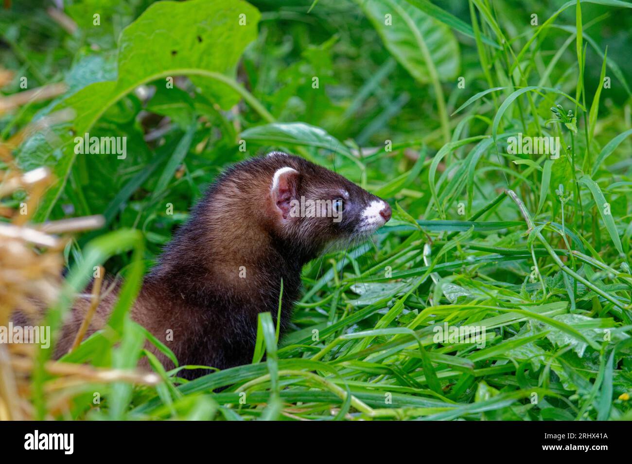 Europäisches Polecat (Mustela putorius) juvenile geborgene verlassene Waise in Pflege. Stockfoto