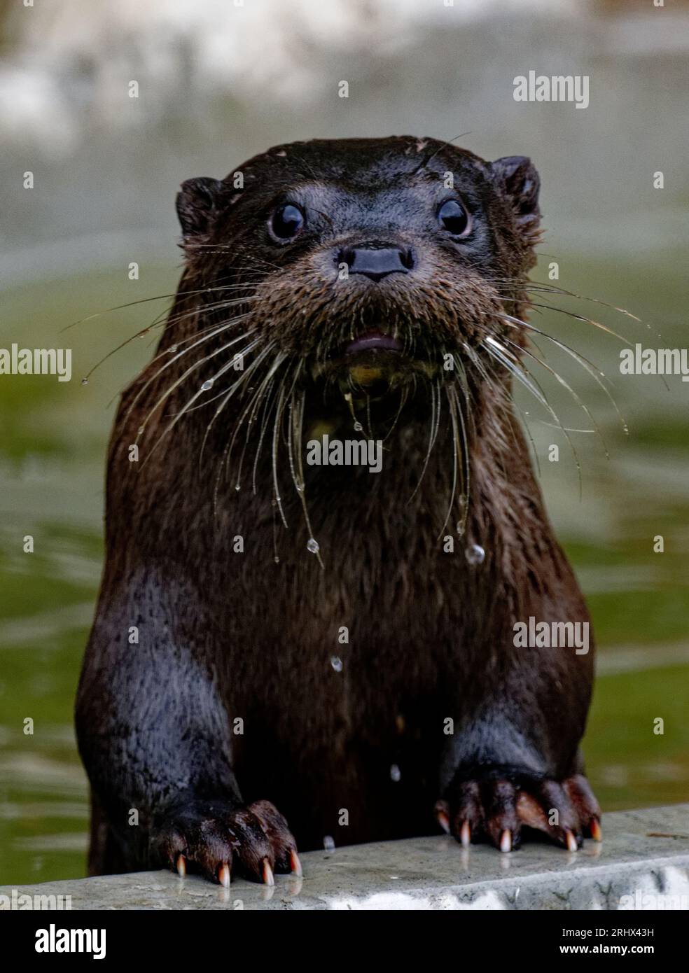 Eurasischer Otter (Lutra lutra) juvenile mit nassem Fell. Stockfoto