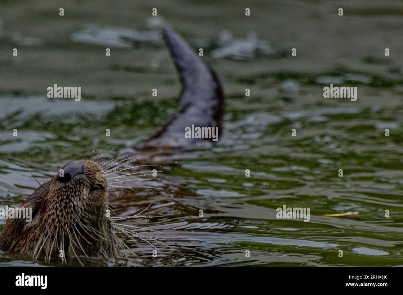 Eurasischer Otter (Lutra lutra) Junges Schwimmen auf dem Rücken mit Kopf über Wasser. Stockfoto