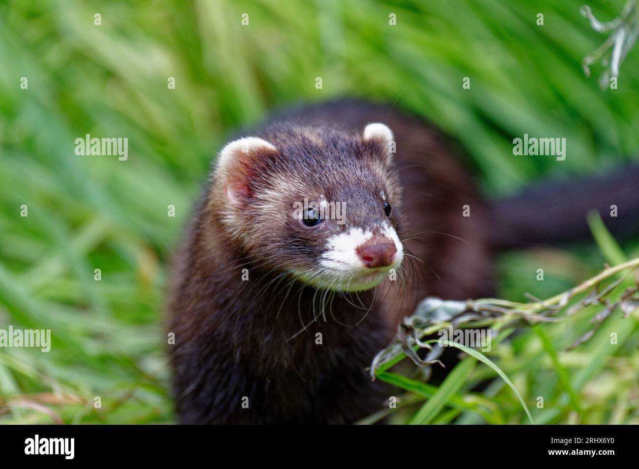 Europäisches Polecat (Mustela putorius) juvenile geborgene verlassene Waise in Pflege. Stockfoto