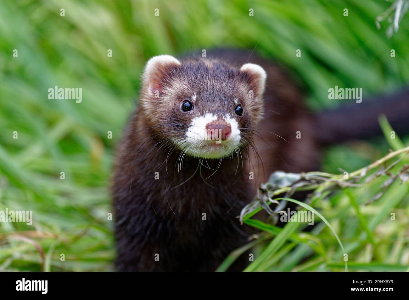 Europäisches Polecat (Mustela putorius) juvenile geborgene verlassene Waise in Pflege. Stockfoto