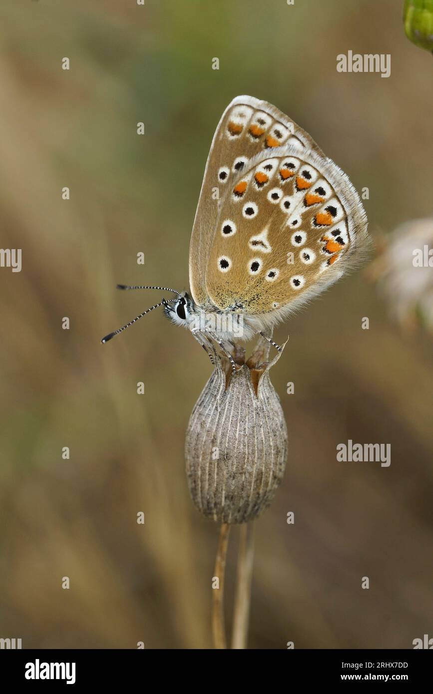 Vertikale Nahaufnahme auf einem Ikarus-blauen Schmetterling, Polyommatus icarus sitzend mit geschlossenen Flügeln Stockfoto