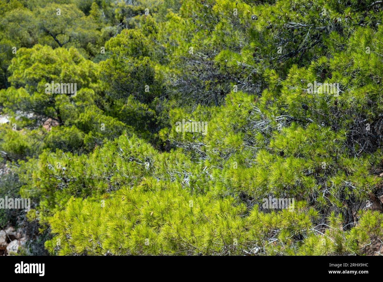 Kiefernzweig mit hellgrüner Nadelhintergrundstruktur. Mediterrane Flora, immergrüner Nadelbaum, frische Wildpflanzen, sonniger Tag. Stockfoto