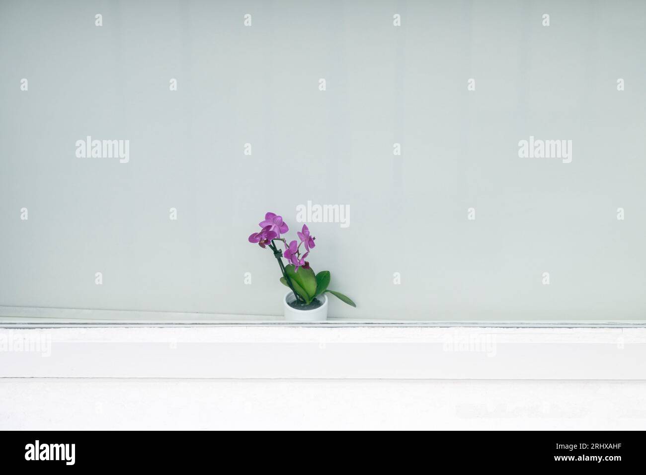 Rosafarbene Orchideen-Zimmerpflanze auf einer Fensterbank Stockfoto