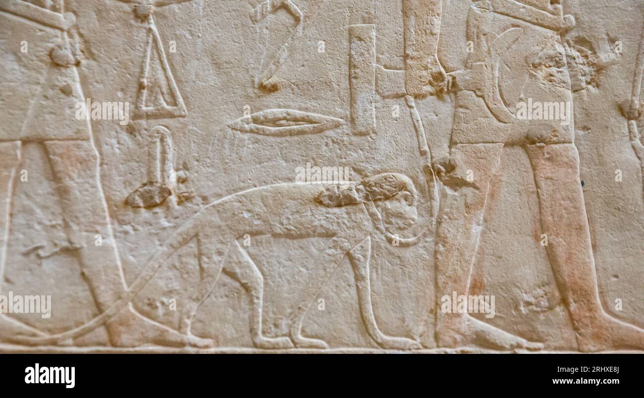 Ägypten, Sakkara, Grab von Ankhmahor, Prozession der Darbietenden Bringer. Affe. Stockfoto