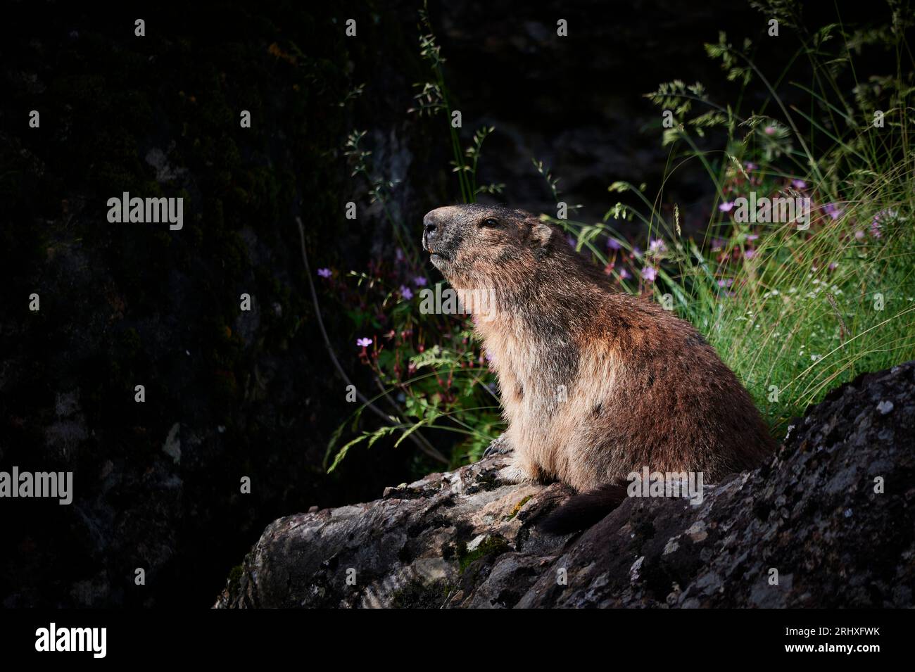 Ganzer Körper von süßen, flauschigen, braunen Rattenrohrfellen, die auf Stein in grünem Wald mit felsigem Gelände vor dunklem Hintergrund im Freien an sonnigen Tagen sitzen Stockfoto