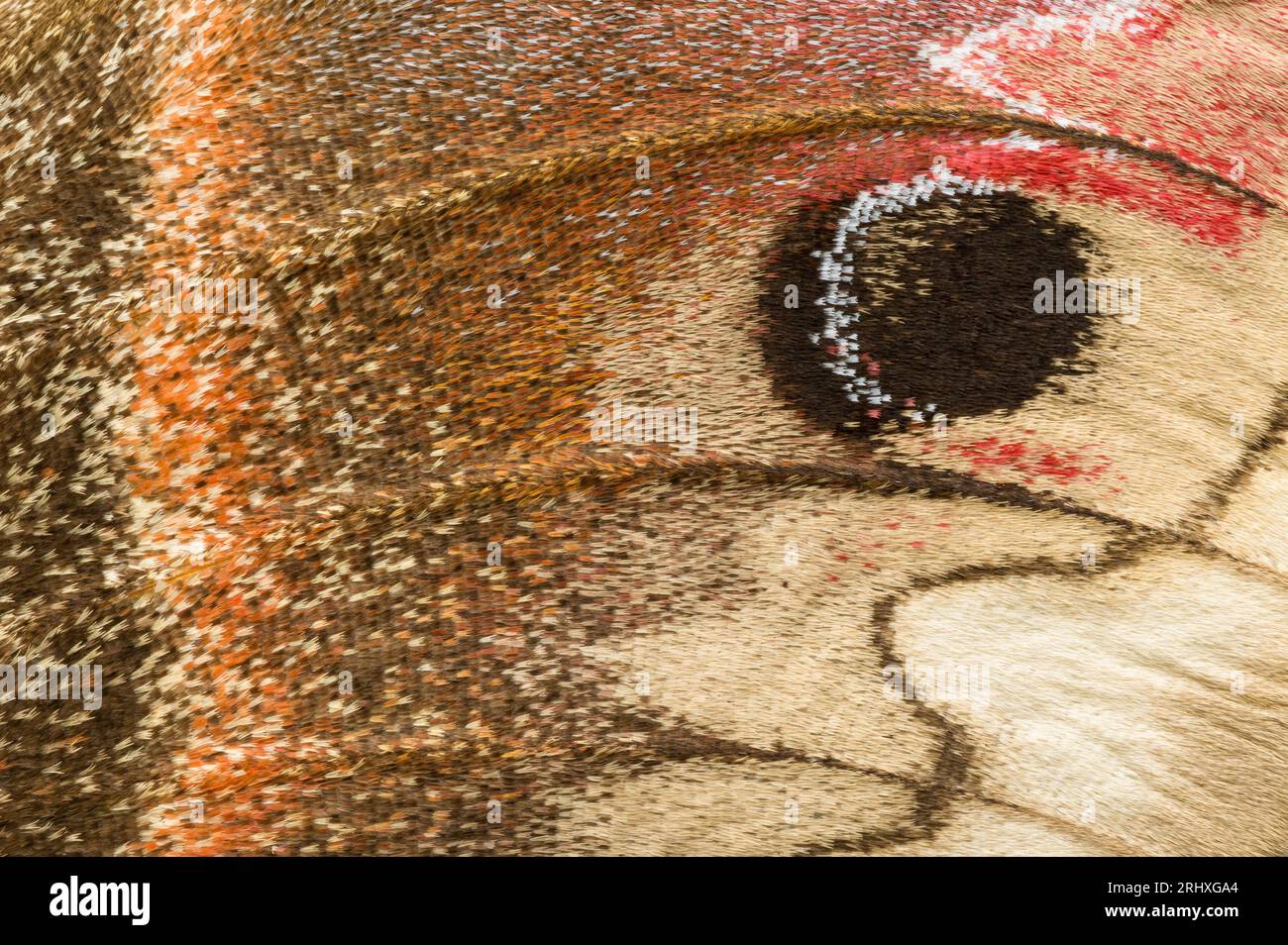 Draufsicht auf Makrofotografie mit feinen Details im Flügel einer Cecropia-Motte (Hyalophora cecropia) Stockfoto
