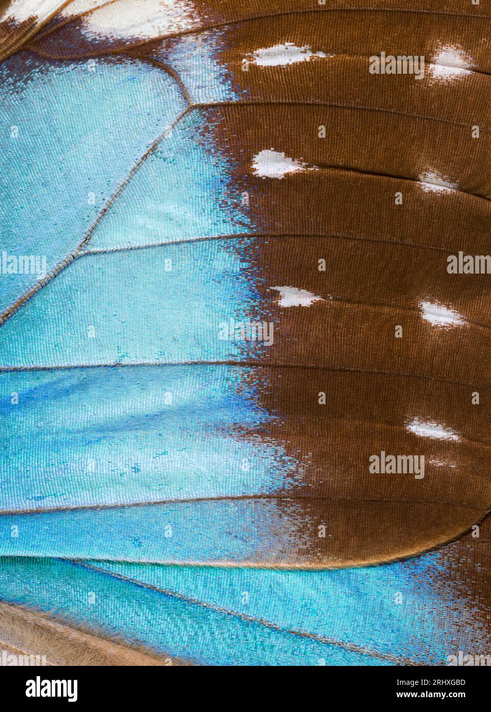 Leuchtende Farbe auf der Oberseite der Flügel eines Sky Blue Morpho Schmetterlings (Morpho menelaus menelaus) bei Tageslicht Stockfoto