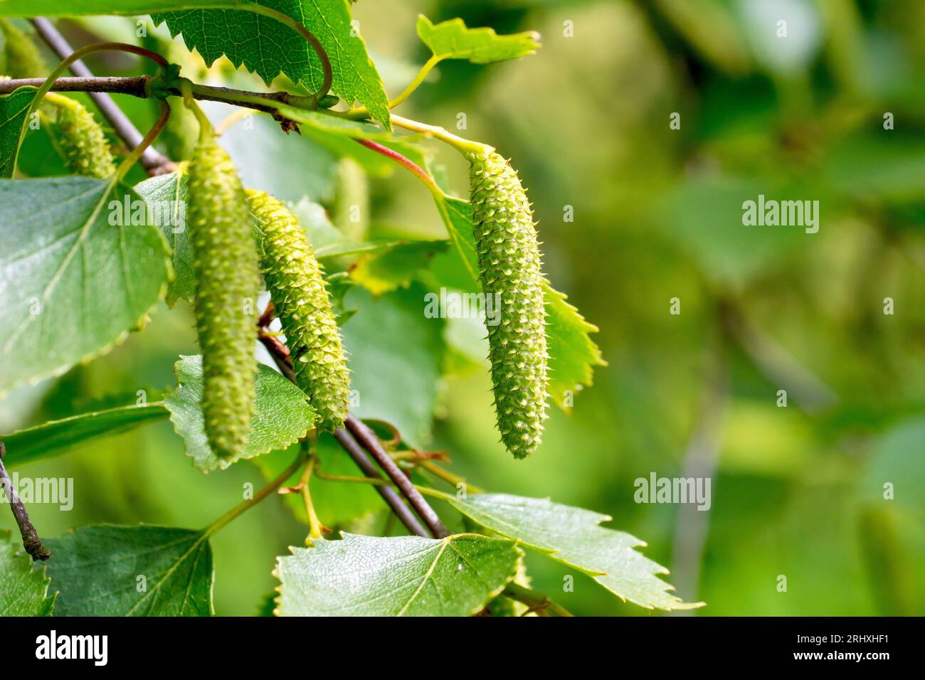 Silberbirke (betula pendula), Nahaufnahme der sich entwickelnden Samenkapseln oder Katzenkörner, die im späten Frühjahr zwischen den Blättern des Baumes hängen. Stockfoto