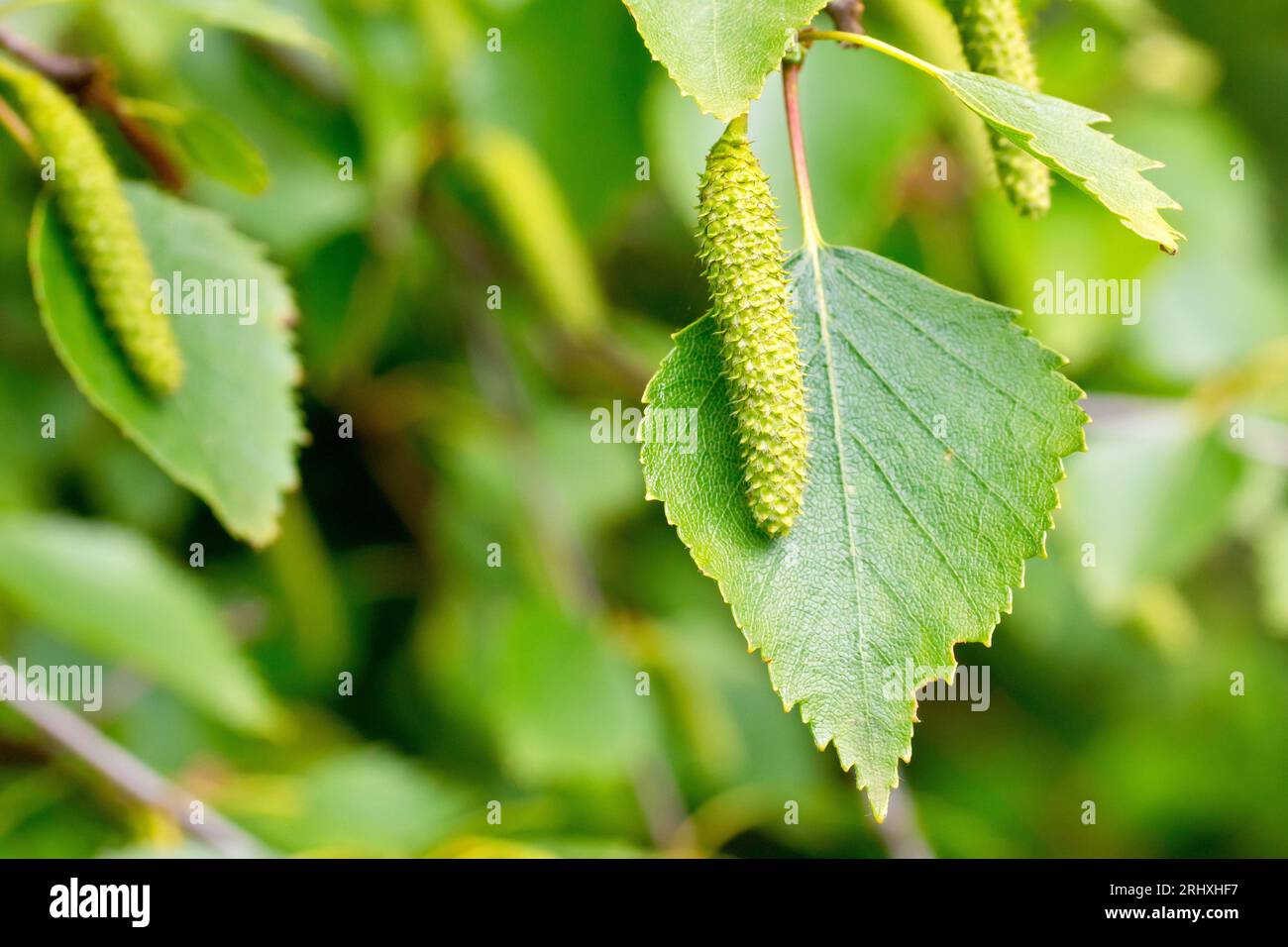 Silberbirke (betula pendula), Nahaufnahme der sich entwickelnden Samenkapseln oder Katzenkörner, die im späten Frühjahr zwischen den Blättern des Baumes hängen. Stockfoto