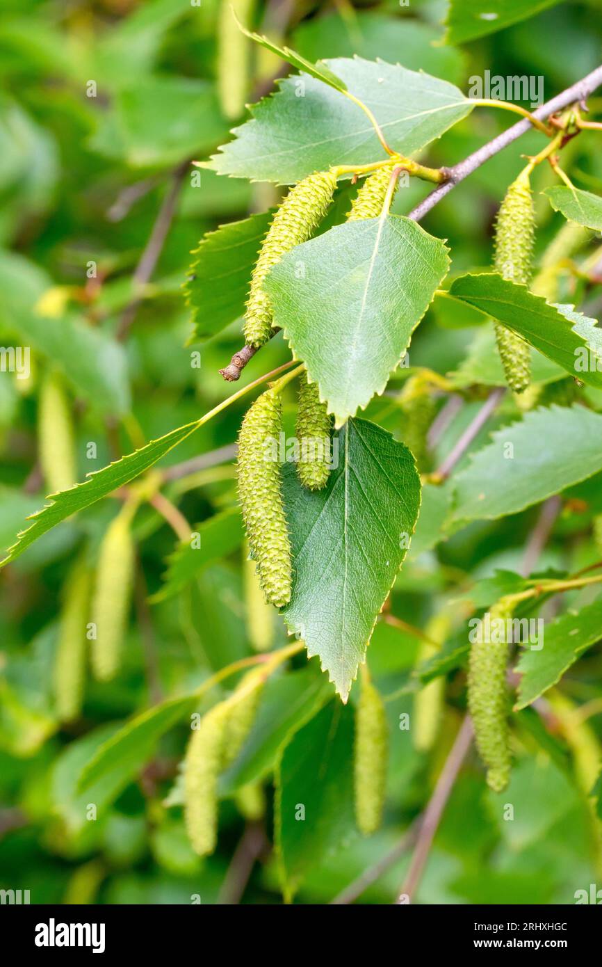 Silberbirke (betula pendula), Nahaufnahme der sich entwickelnden Samenkapseln oder Katzenkörner, die im späten Frühjahr zwischen den Blättern des Baumes hängen. Stockfoto