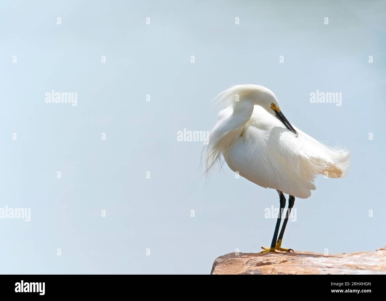 Der schneebedeckte Egret zieht sich am Ufer an Stockfoto