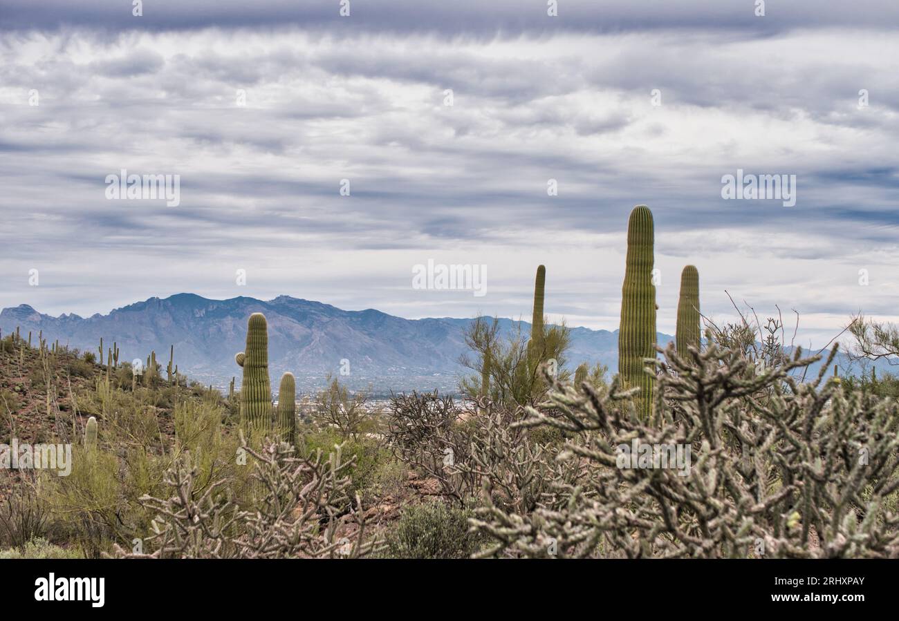 Foto eines majestätischen Saguaro-Kakteen, der hoch in der Wüstenlandschaft steht Stockfoto