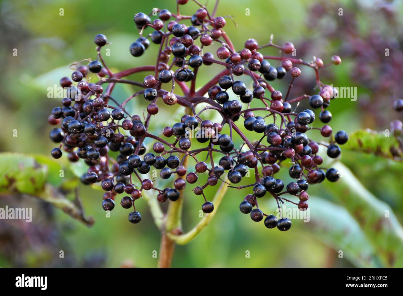 Ein Haufen Holunderbeeren mit reifen schwarzen Beeren Stockfoto