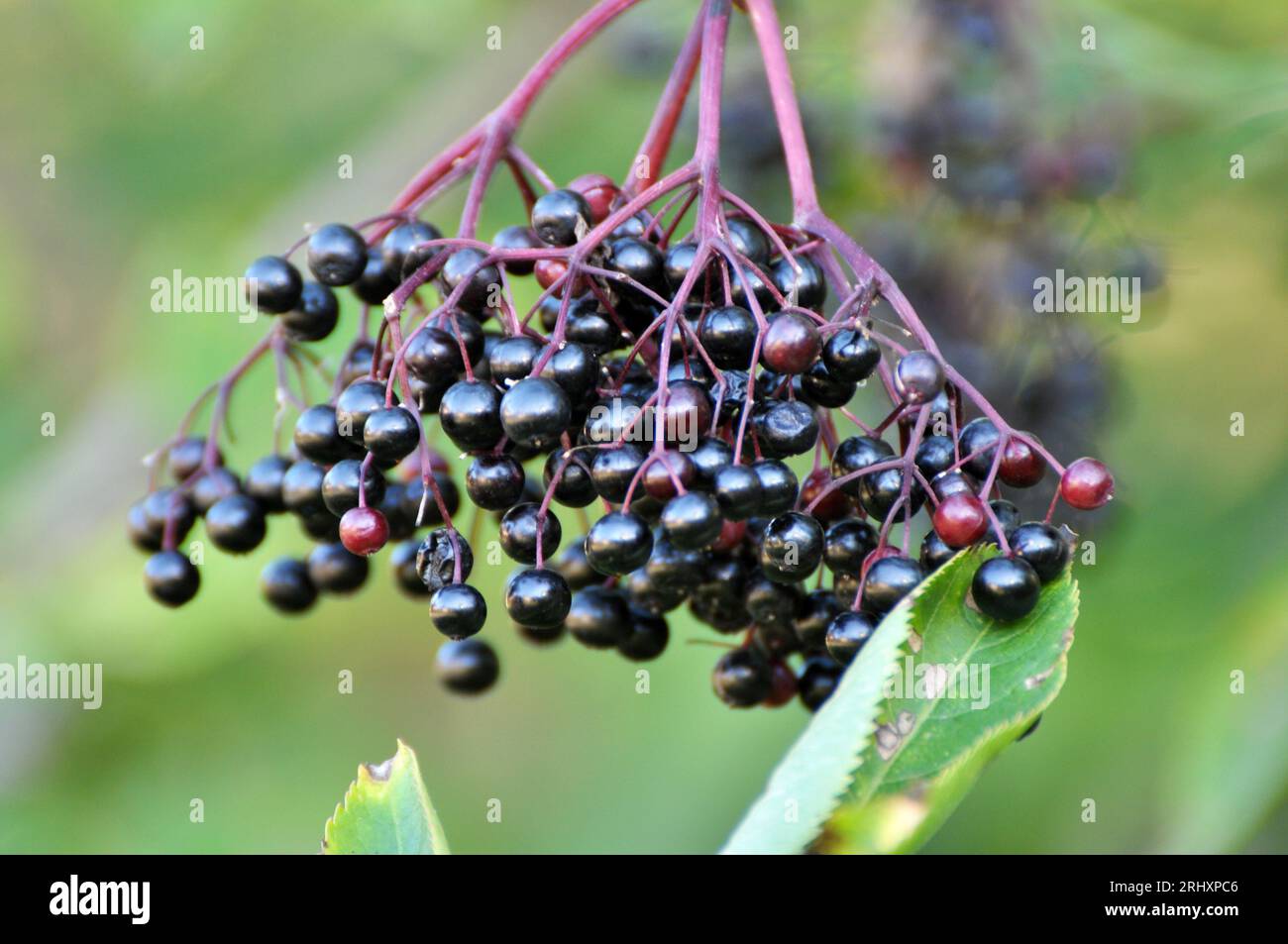 Ein Haufen Holunderbeeren mit reifen schwarzen Beeren Stockfoto