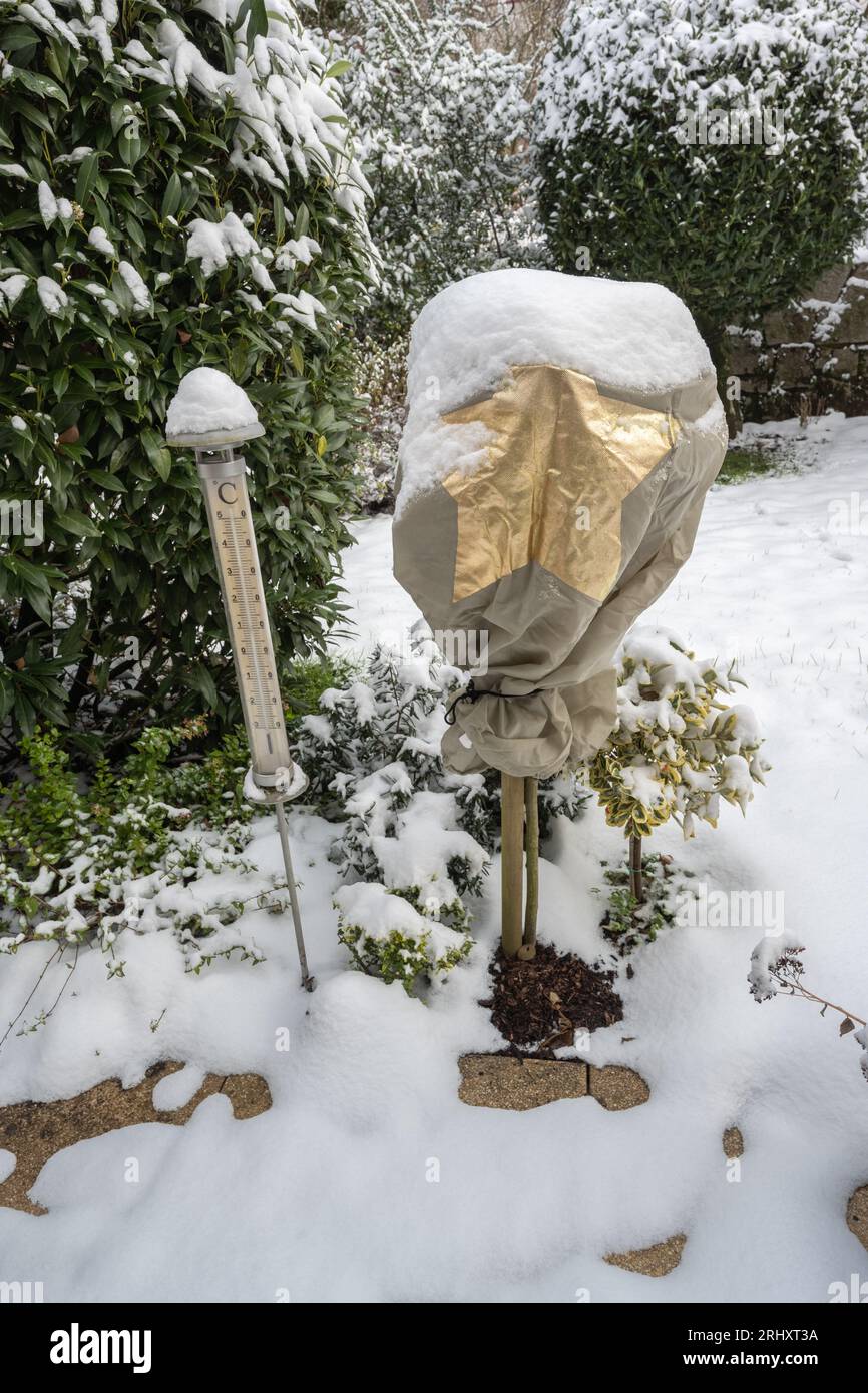Rosenbusch ist in Vlies für den Winter gegen Frost gewickelt. Baden Baden, Baden Württemberg, Deutschland, Europa Stockfoto