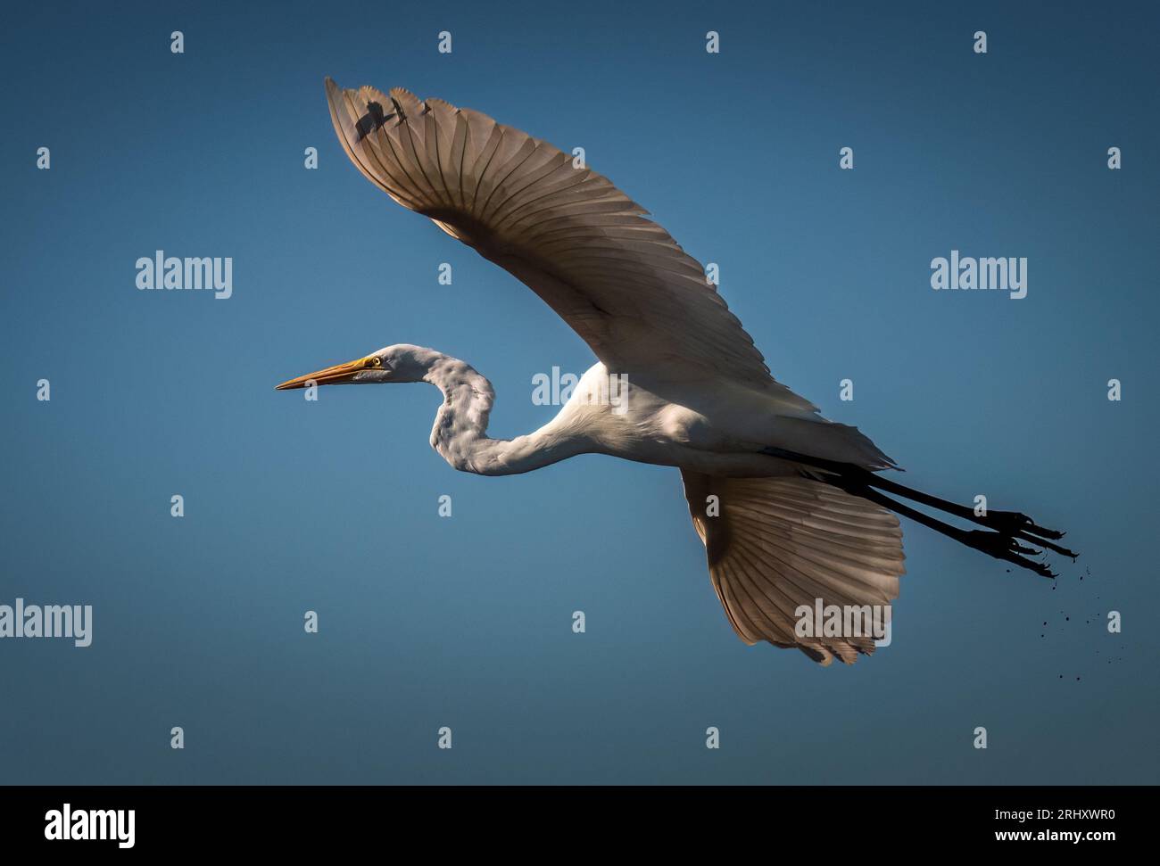 Der große Egret im Flug Stockfoto