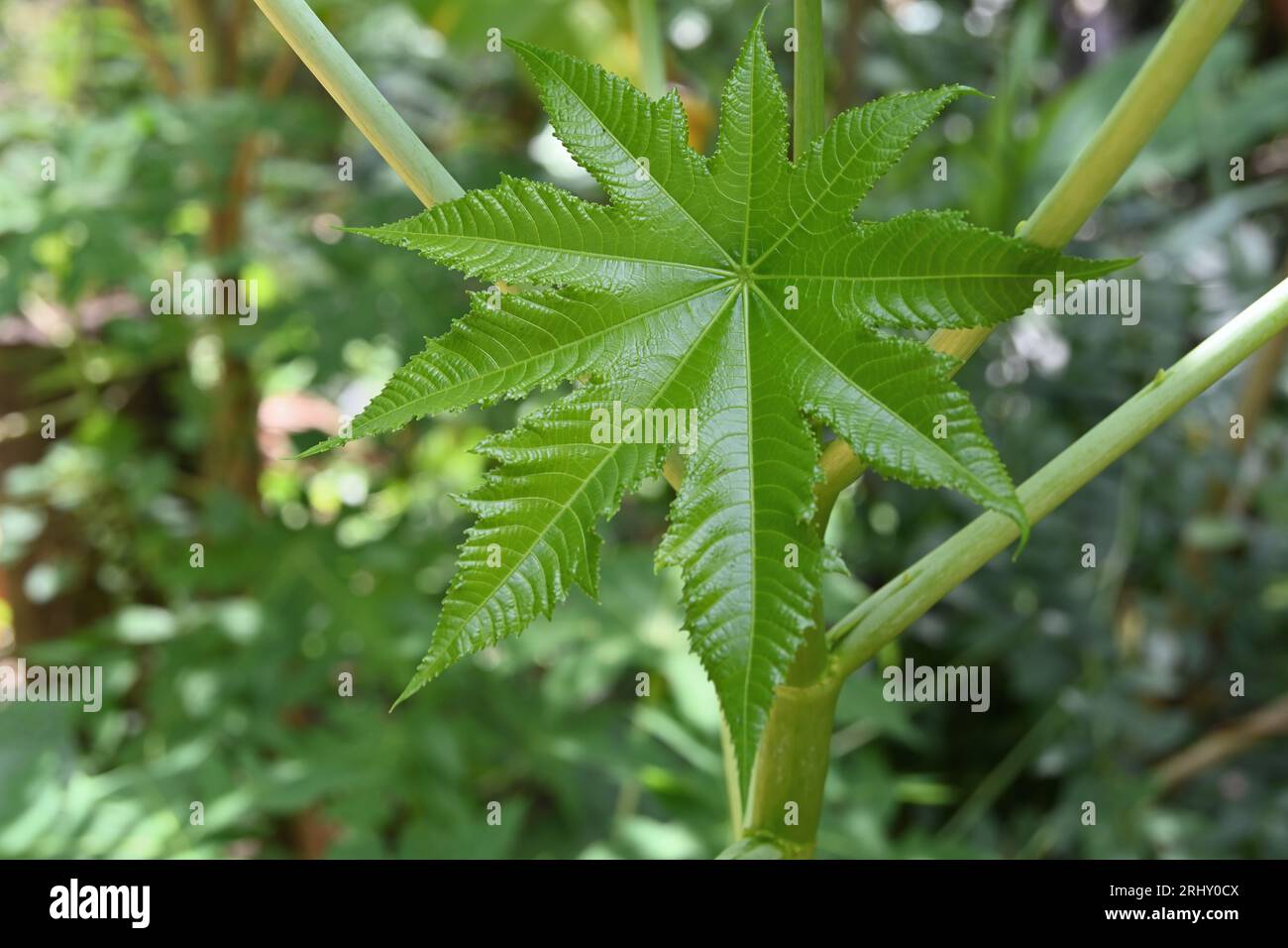 Ansicht eines neu wachsenden Blattes einer giftigen Rizinusölpflanze (Ricinus Communis) Stockfoto