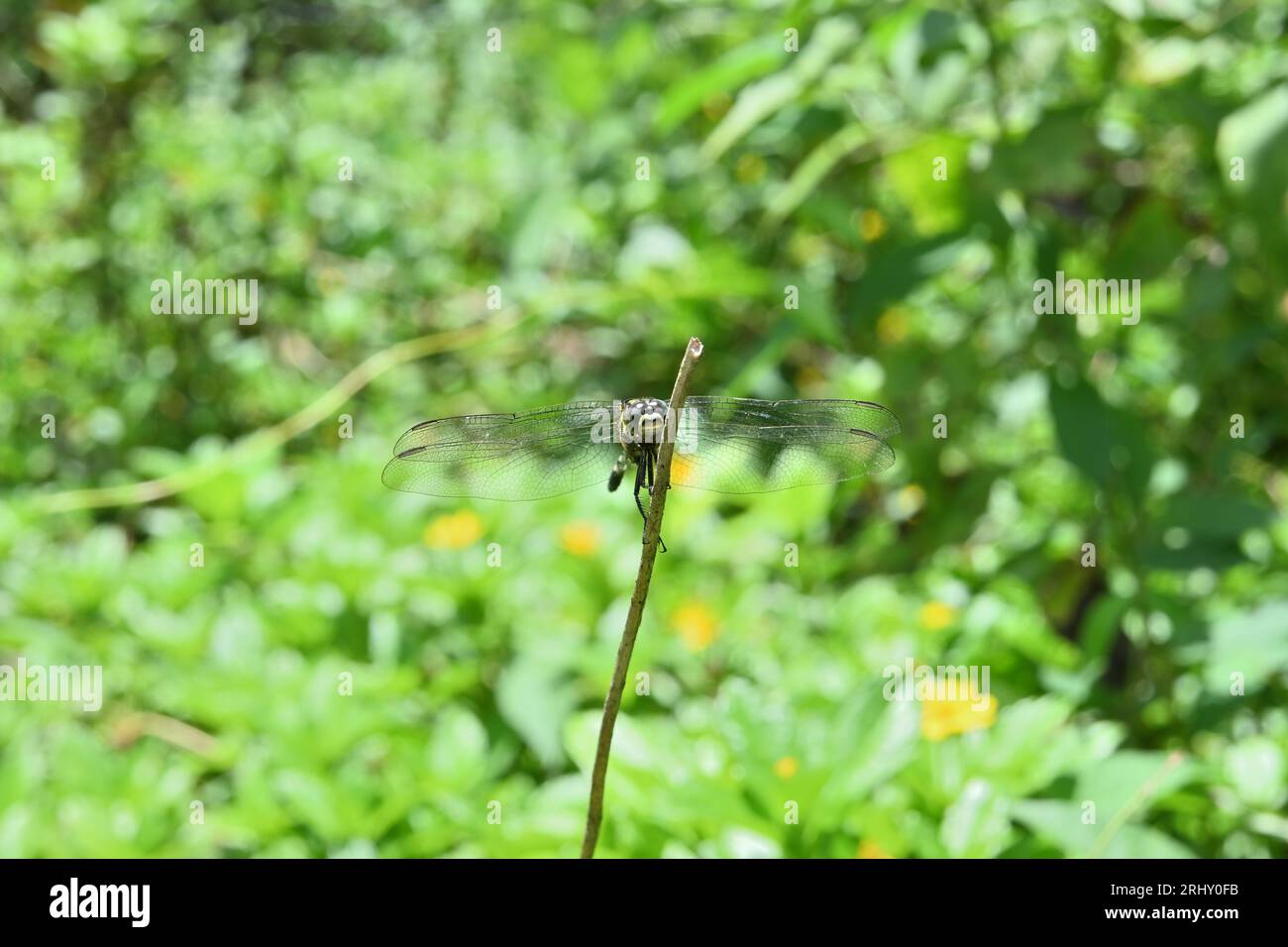 Vorderansicht einer Green Marsh Hawk Libelle auf einem erhöhten Stamm in einer Rasenfläche Stockfoto