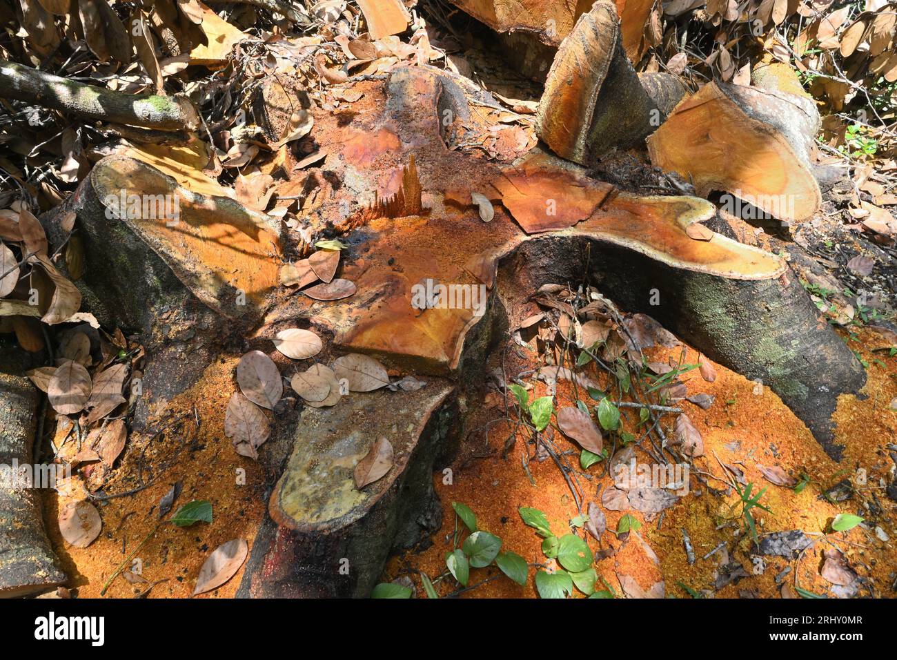 Blick auf einen neu geschnittenen großen Jack-Baumstumpf. Eine Kettensäge wurde verwendet, um diesen weit verbreiteten Wurzelstumpf zu schneiden Stockfoto