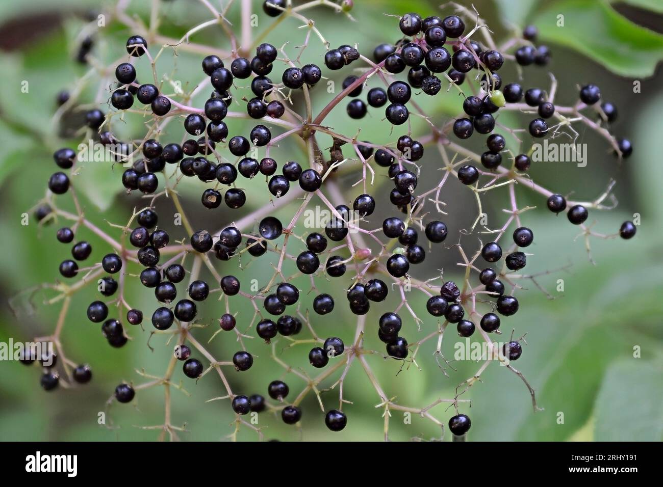 Haufen wilder schwarzer Holunderbeeren (sambucus canadensis) im Spätsommer im Wald. Abstrakte Ansicht. Stockfoto