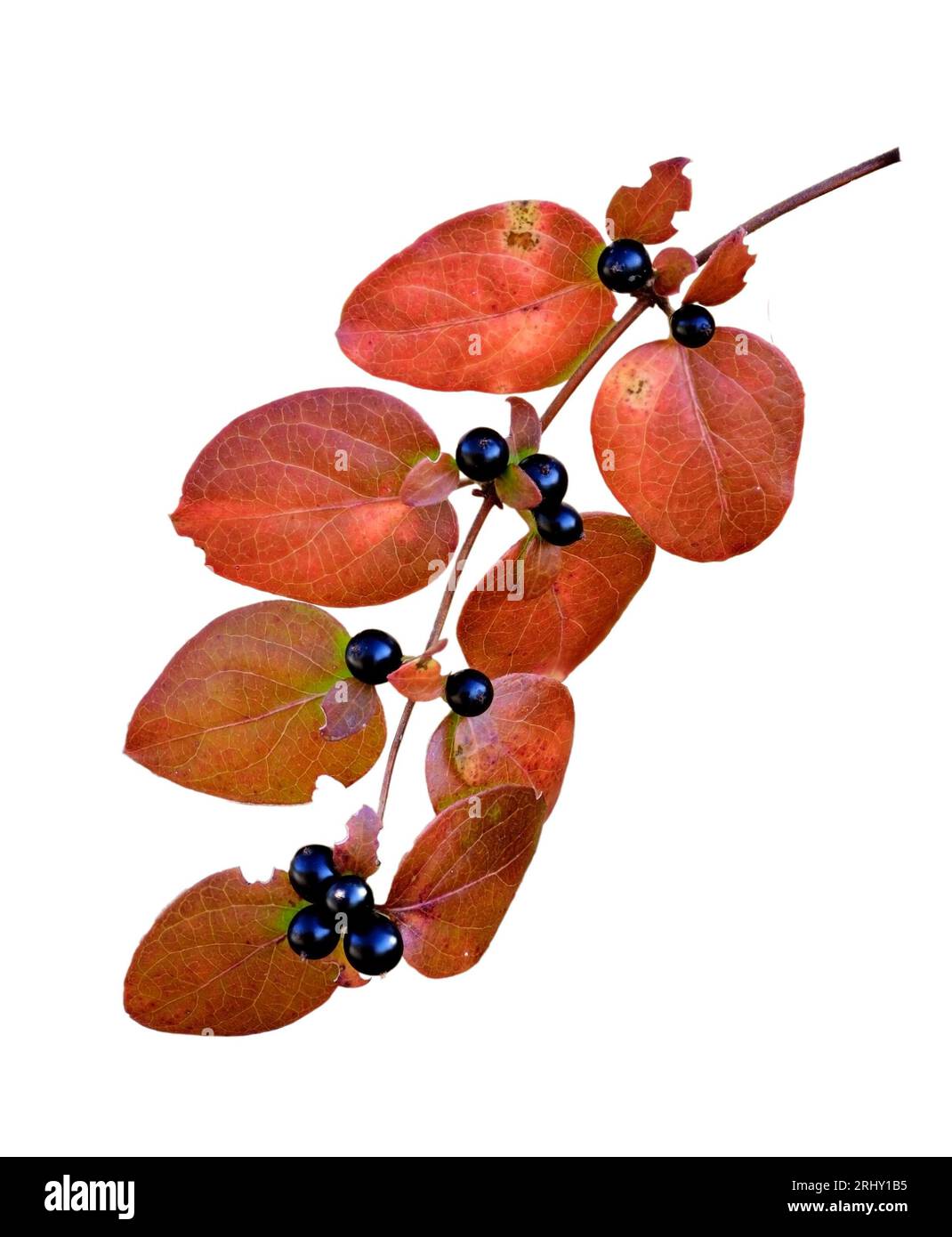 blueberry plant Blueberry – Liberty Landscape Supply main image 1