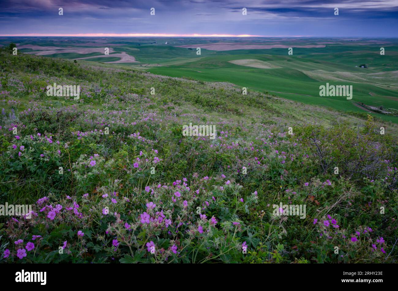 Palouse Prairie Überrest mit vielen Arten von Gras und Wildblumen, einschließlich Geranium Viskosimum (Sticky Geranium) bei Sonnenuntergang. Steptoe Butte State P Stockfoto