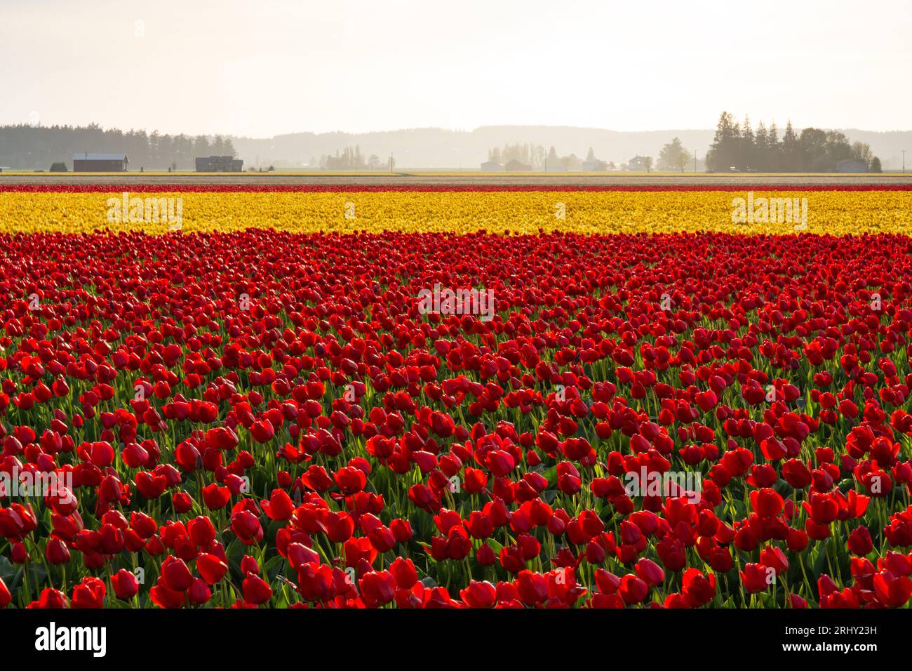Rote und gelbe Tulpenfelder im warmen Abendlicht. Skagit Valley, Washington, USA. Stockfoto
