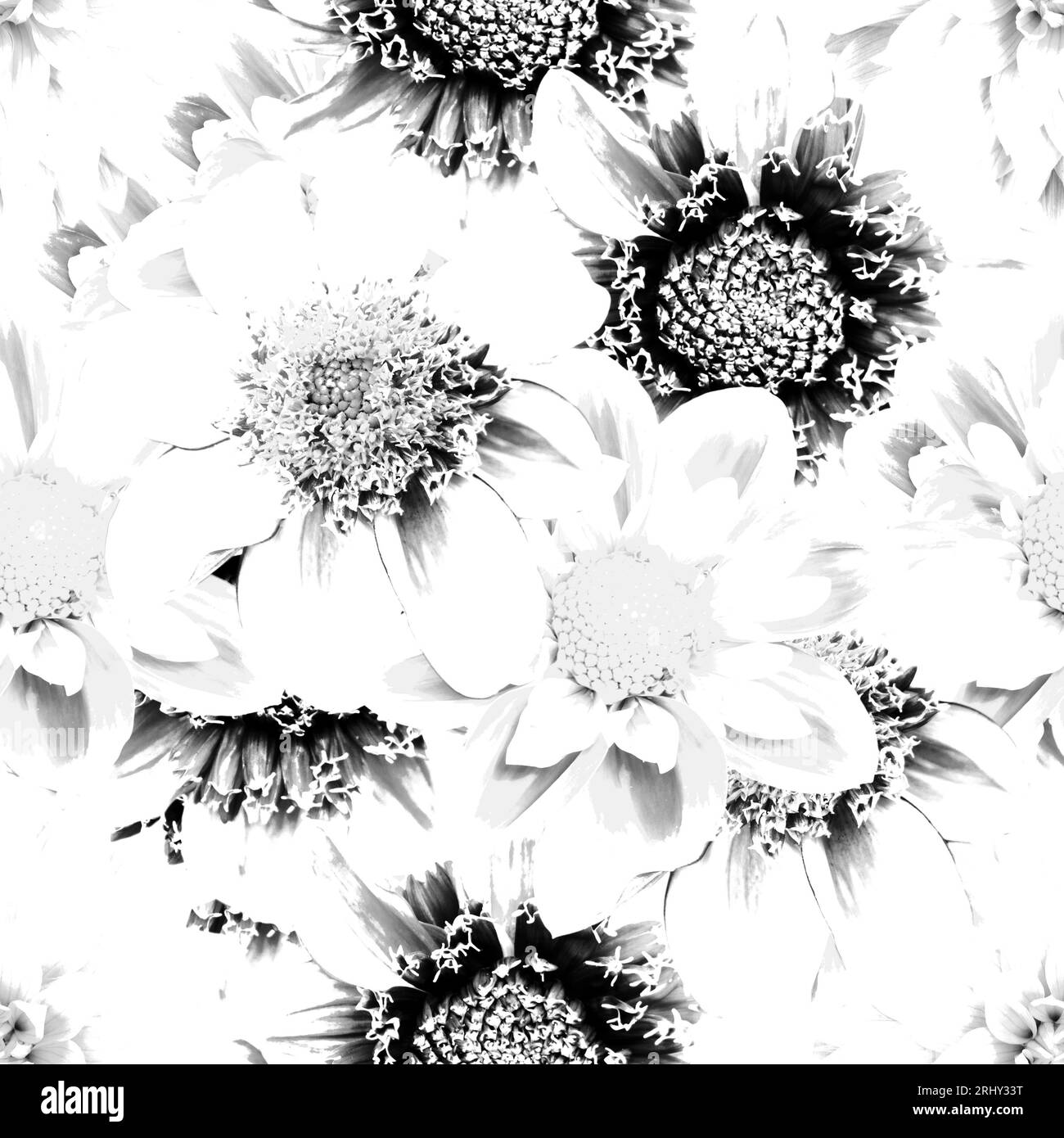 Weißes nahtloses Blumenmuster. Blumen von Dahlienhintergrund weiß gefärbt. Stockfoto