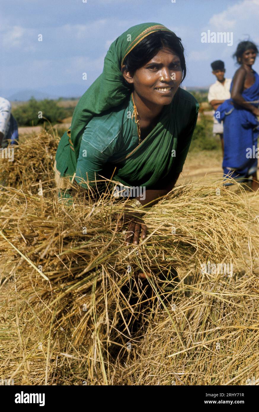 Lächelnde junge Frau, die Reis in Tamil Nadu (ehemals Madras State), Indien erntet. Stockfoto