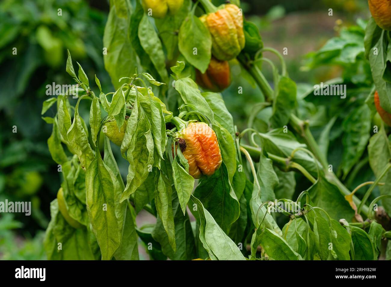 Der süße Pfefferstrauch begann zu trocknen. Paprika im Freien anbauen. Die Krankheit der Gemüsekulturen. fusarium wilt. Verticillose. Pfefferstrauch mit Verwelkung Stockfoto