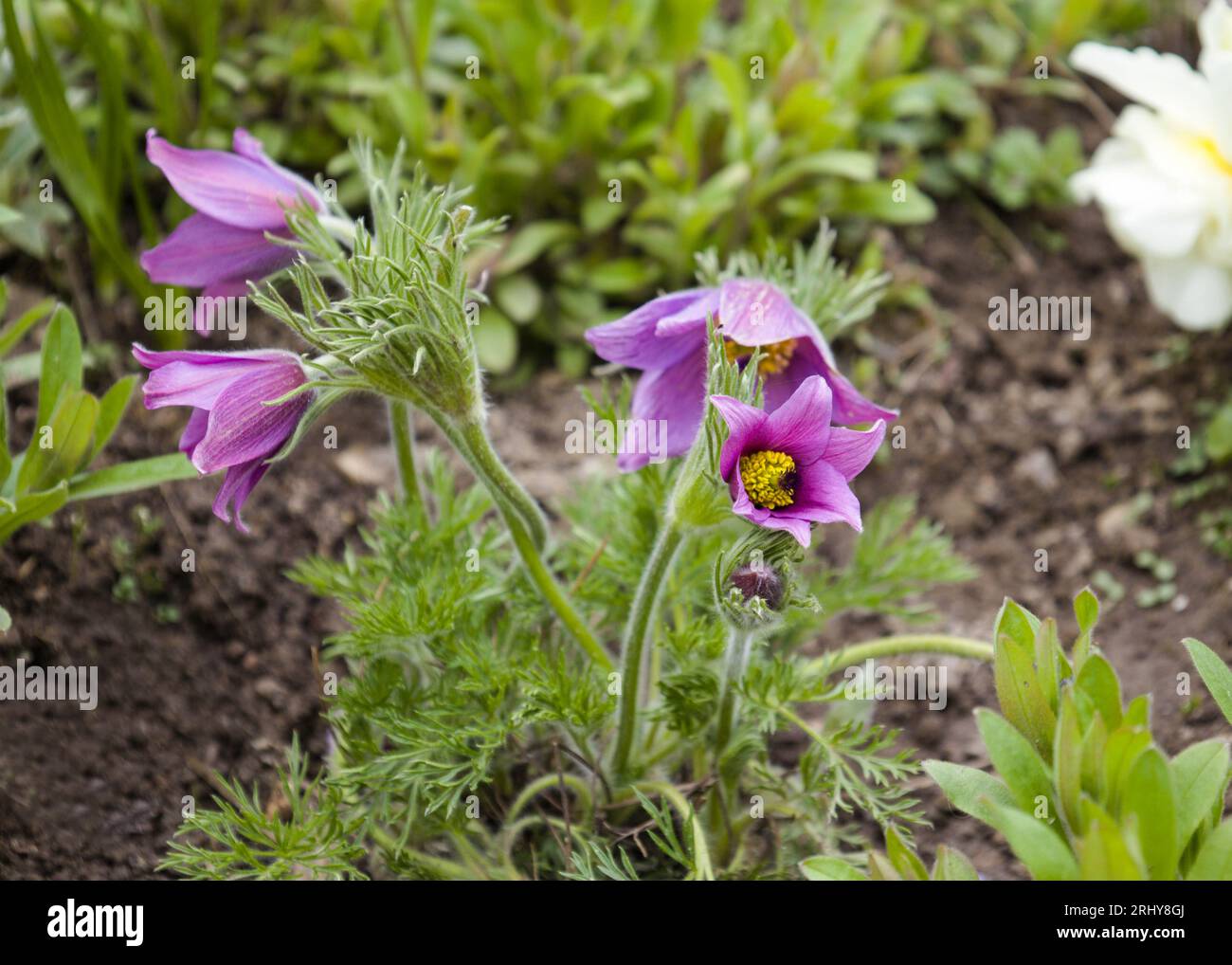 Schlafgras, Pulsatilla im Frühling in einem Blumenbeet. Flieder mehrjährige Pflanzen für den Garten. Anemone patiniert sich in Landschaftskompositionen und Blumenbeeten. Stockfoto