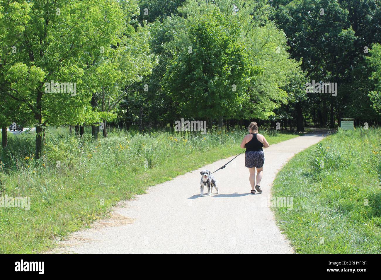 Der Hund sieht in die andere Richtung, als er von einer Frau auf dem des Plaines River Trail bei Iroquois Woods in Park Ridge, Illinois, spaziert wird Stockfoto