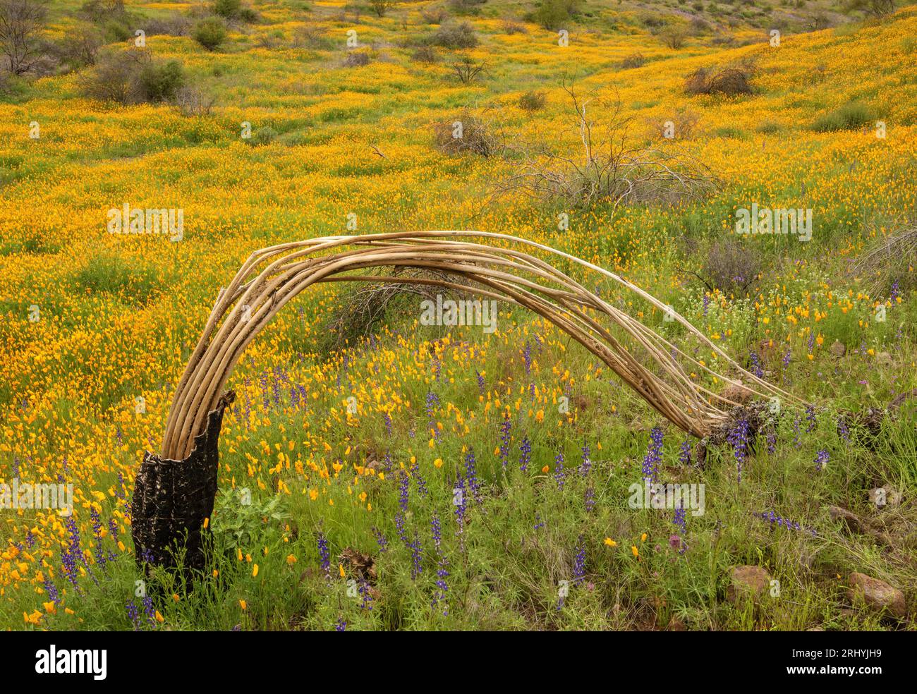 Frühlingsblumen bedecken die Hänge der Superstition Mountains, Arizona. Stockfoto