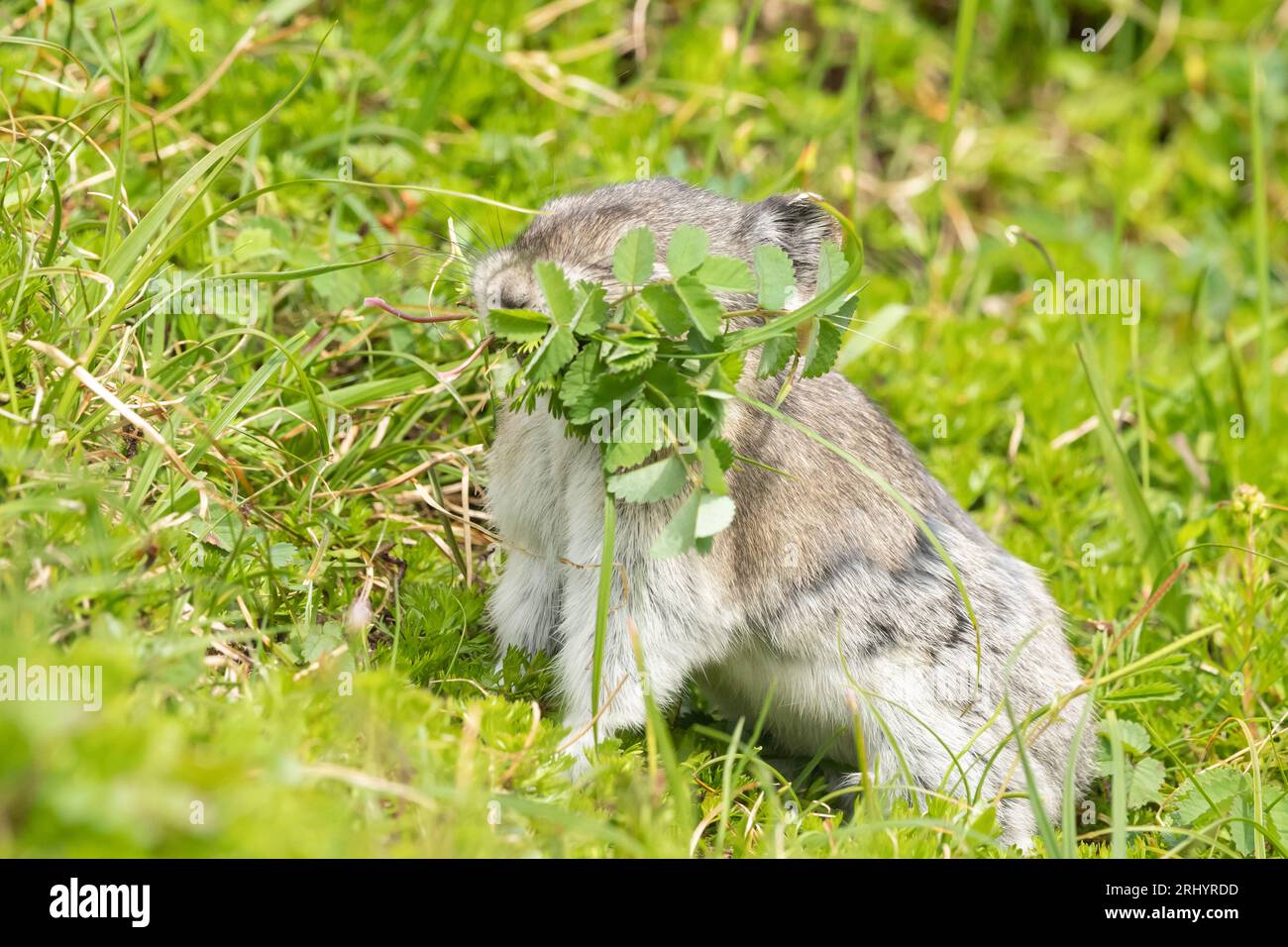 Collared Pika (Rock Cony) Sammlerpflanzen, Alaska Stockfoto