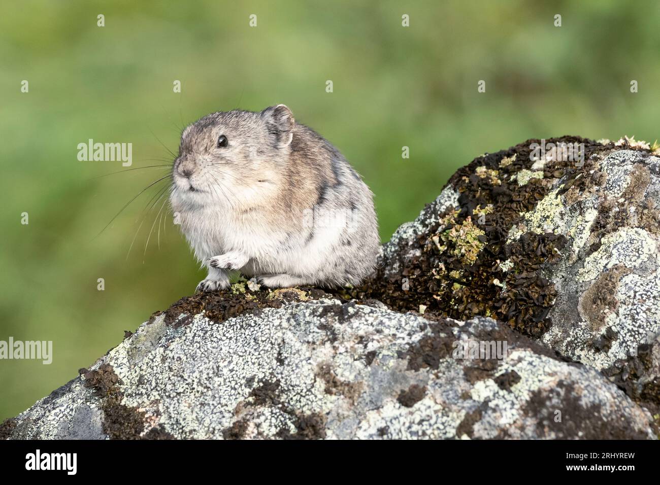 Pika Mit Kragen: Rock Coney; Alpine; Alaska Stockfoto