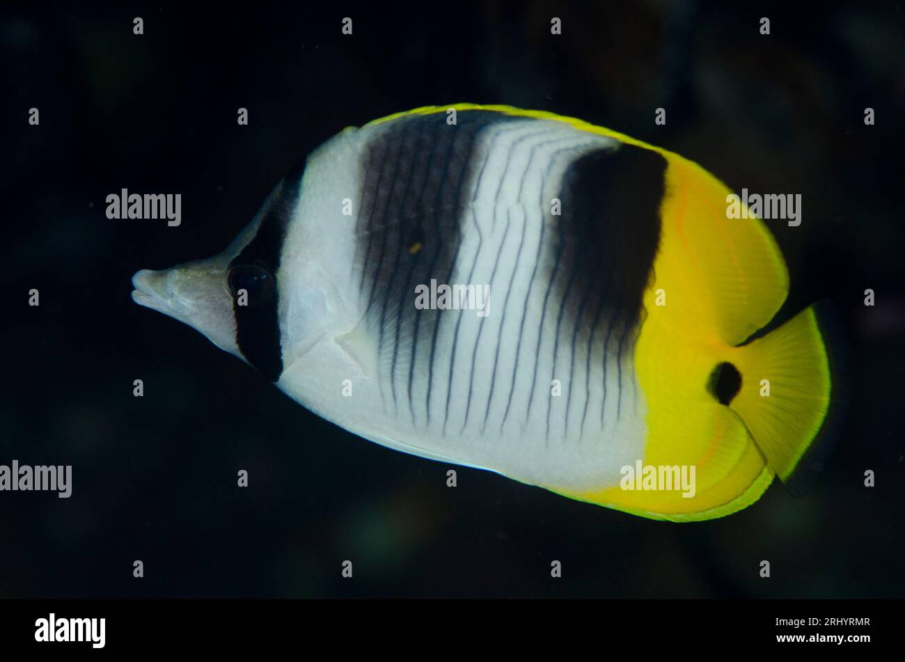 Pazifischer Doppelsattelfisch, Chaetodon ulietensis, Neptune's Fan Tauchplatz, Wayil Island, Misool, Raja Ampat, West Papua, Indonesien Stockfoto