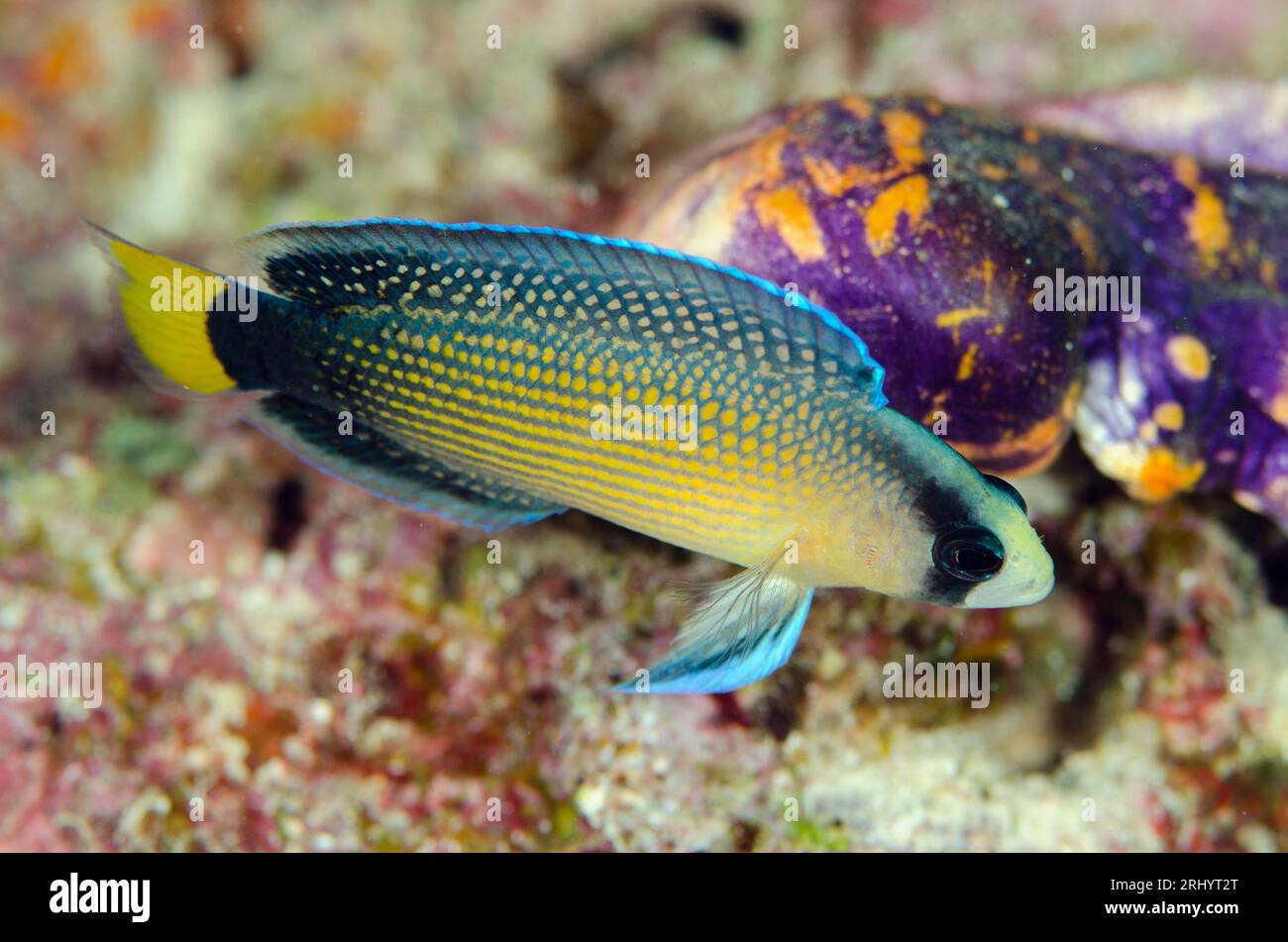 Splendid Dottyback, Pseudochromis splendens, Anti-Chovie Sea Mount Tauchplatz, Farondii Island, Misool, Raja Ampat, West Papua, Indonesien Stockfoto