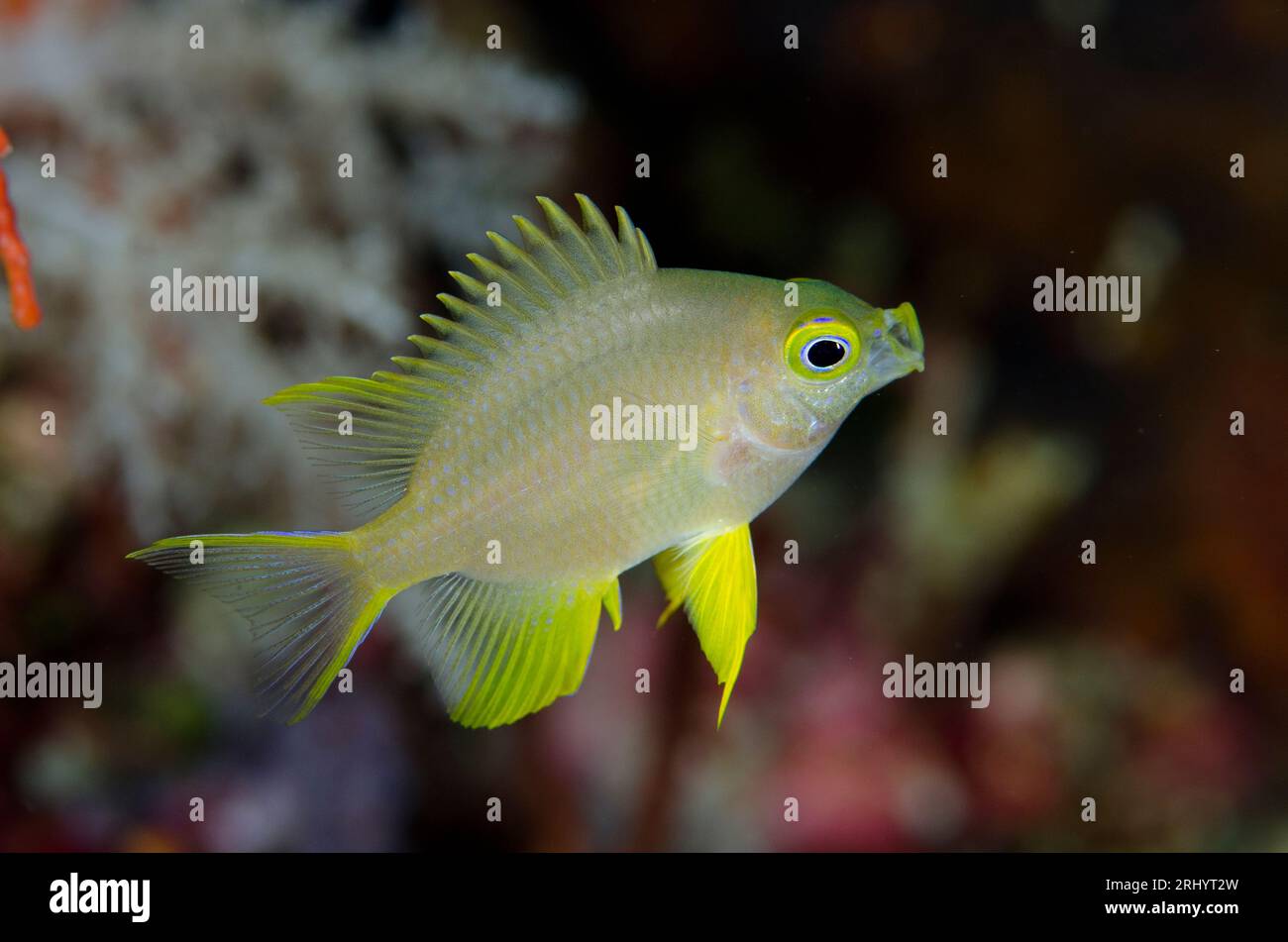 Ternate Damselfish, Amblyglyphidodon ternatensis, Anti-Chovie Sea Mount Tauchplatz, Farondi Island, Misool, Raja Ampat, West Papua, Indonesien Stockfoto