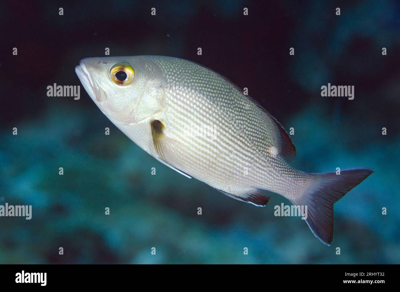 Red Snapper, Lutjanus Bohar, Tauchplatz am Anti-Chovie Sea Mount, Farondi Island, Misool, Raja Ampat, West Papua, Indonesien Stockfoto