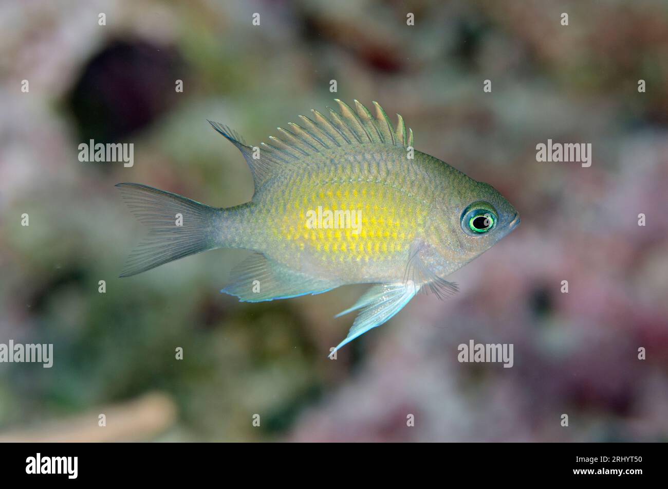 Batuna's Damselfish, Amblyglyphidodon batunai, Anti-Chovie Sea Mount Tauchplatz, Farondii Insel, Misool, Raja Ampat, West Papua, Indonesien Stockfoto