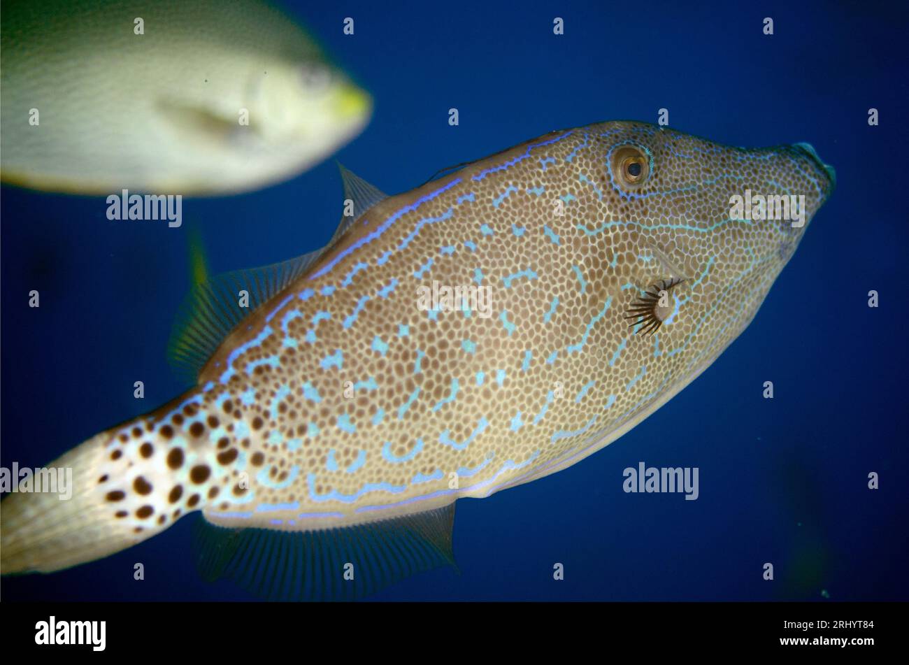 Kriechender Filefisch, Aluterus scriptus, Frühstückstauchplatz Farondii Island, Misool, Raja Ampat, West Papua, Indonesien Stockfoto