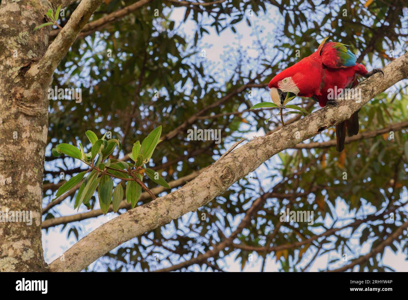 Rote und grüne Ara landen auf einem Baum Stockfoto